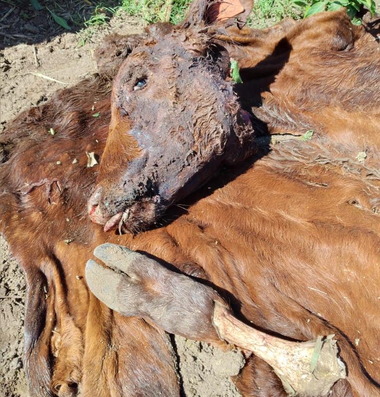 WhatsApp Image 2021-03-29 at 08.55.08