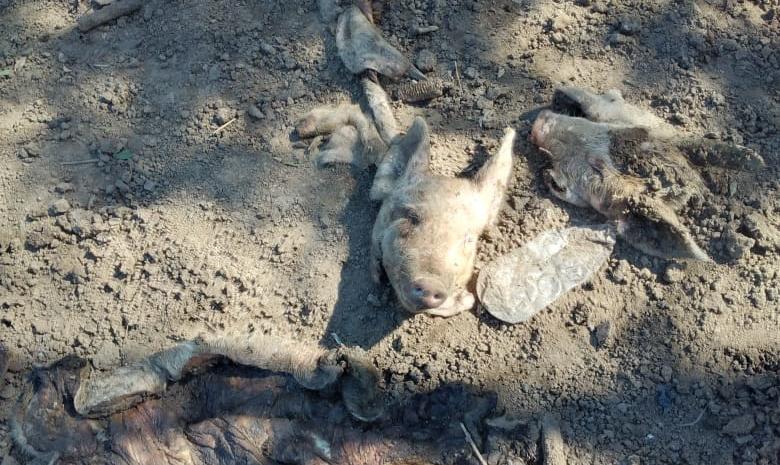 WhatsApp Image 2021-03-29 at 08.55.09