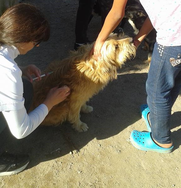 vacunacion antirrabicaedit