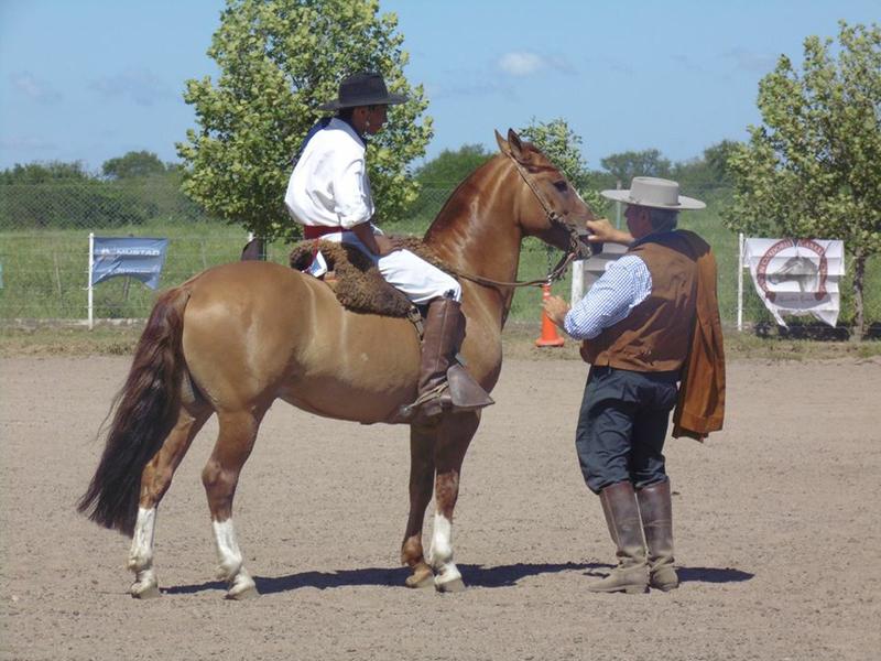 caballos4