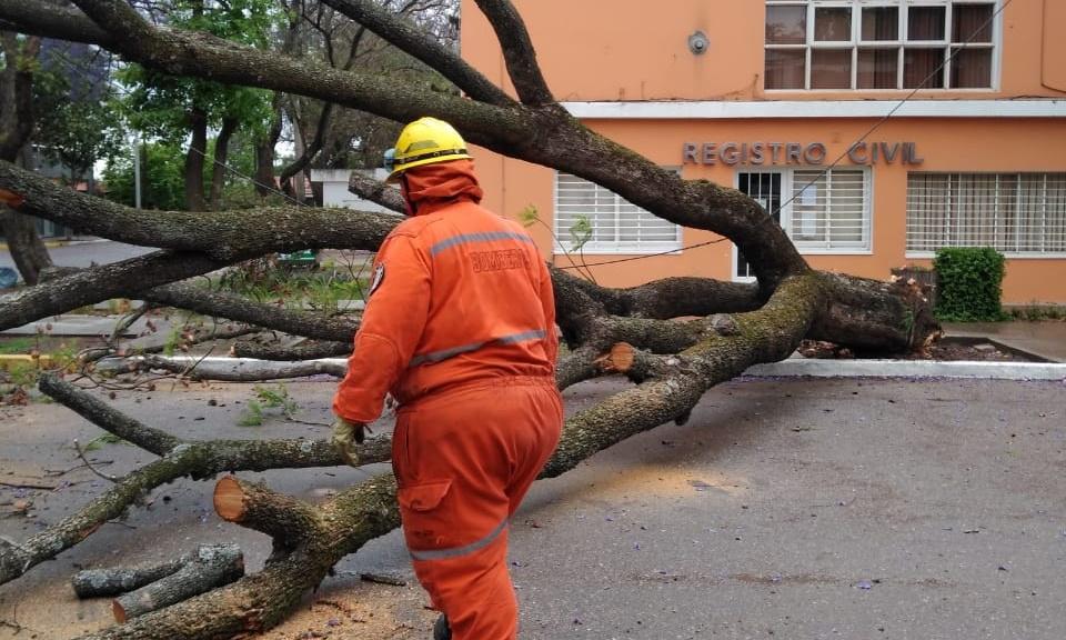 arbol caido