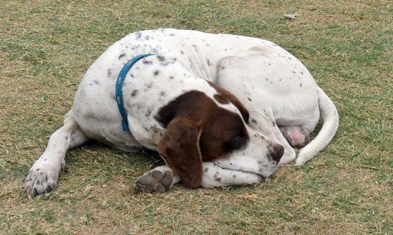 11951333_935664273162177_6045702509327411284_n