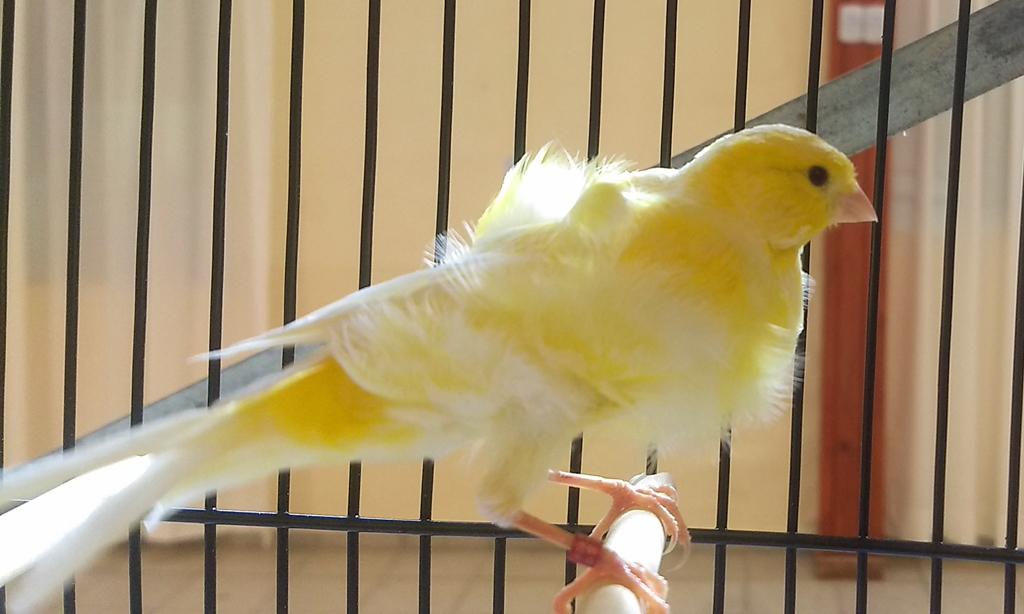 canarios