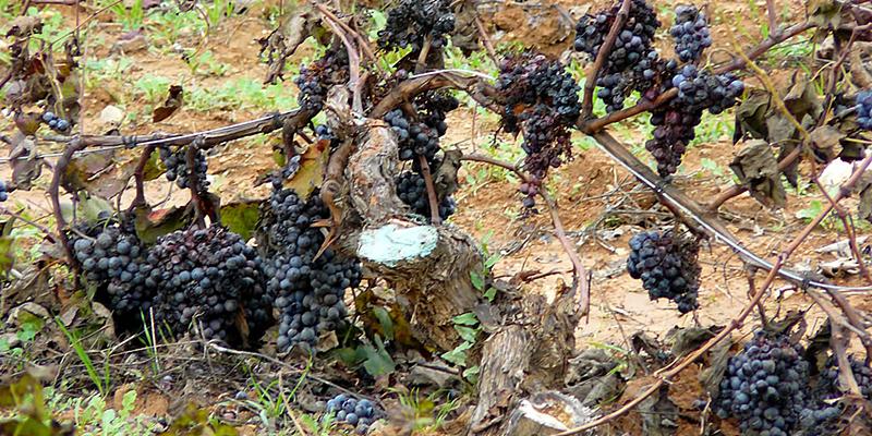 uvas-podridas