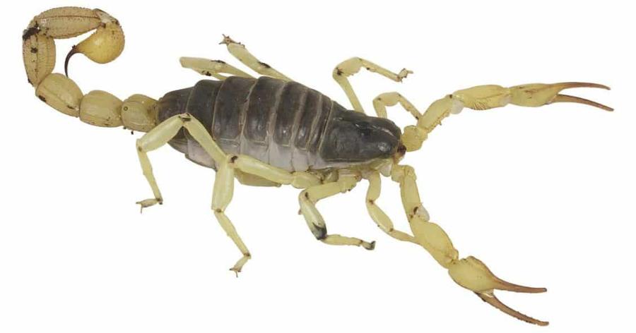 qué-significa-soñar-con-alacranes-y-serpientes-1