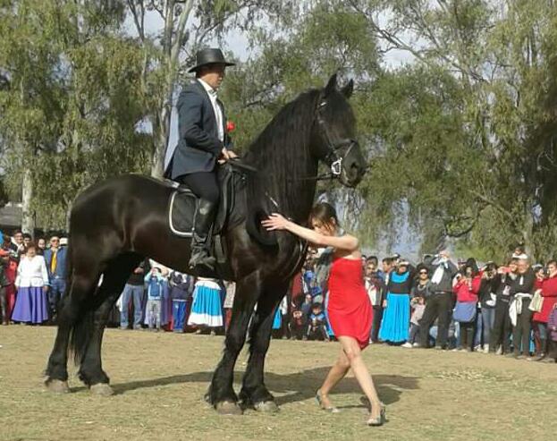 caballo tango