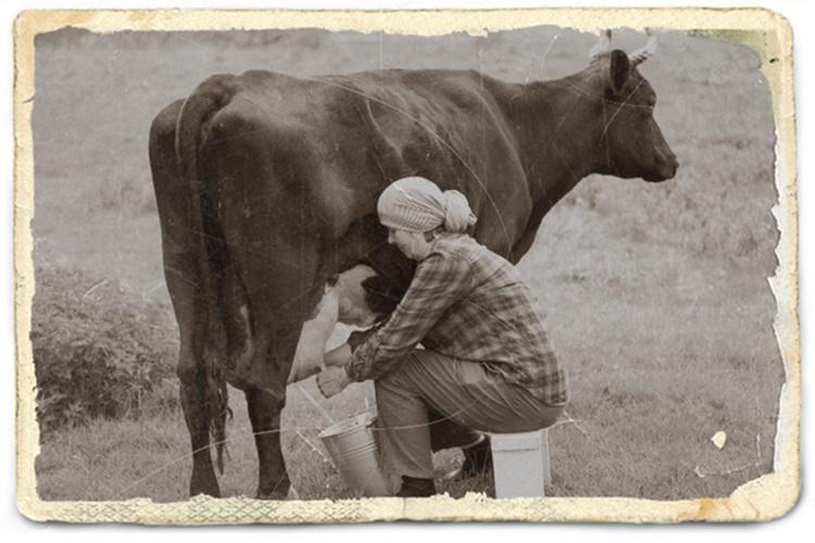 mujer-ordenando-vaca_23-2148568659