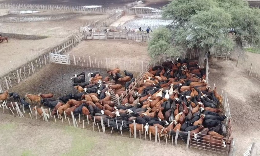 vacas2