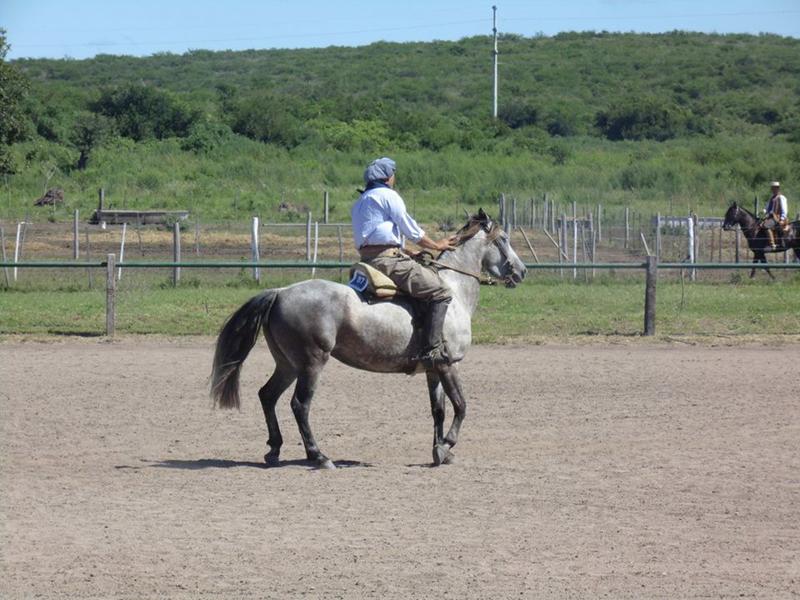 caballos3