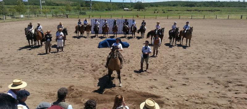 expo caballos criollos