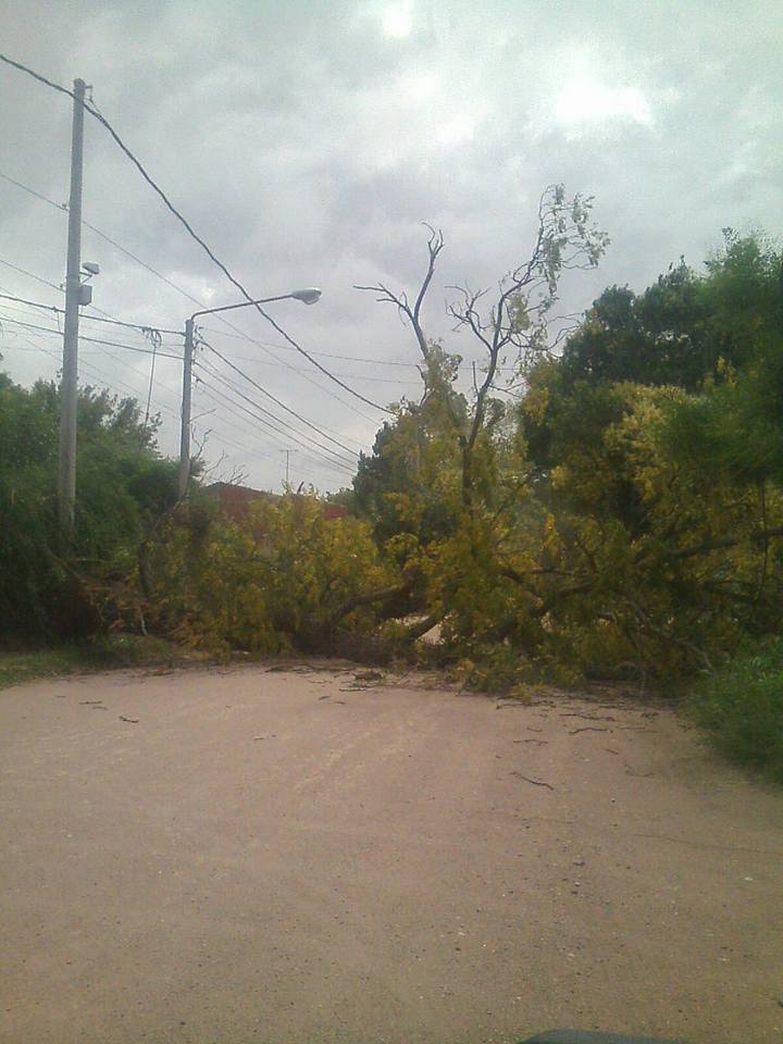 arbol caido pedro patat norte
