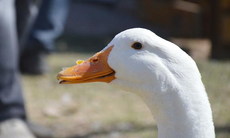 11999064_935664813162123_6837441945180778260_n