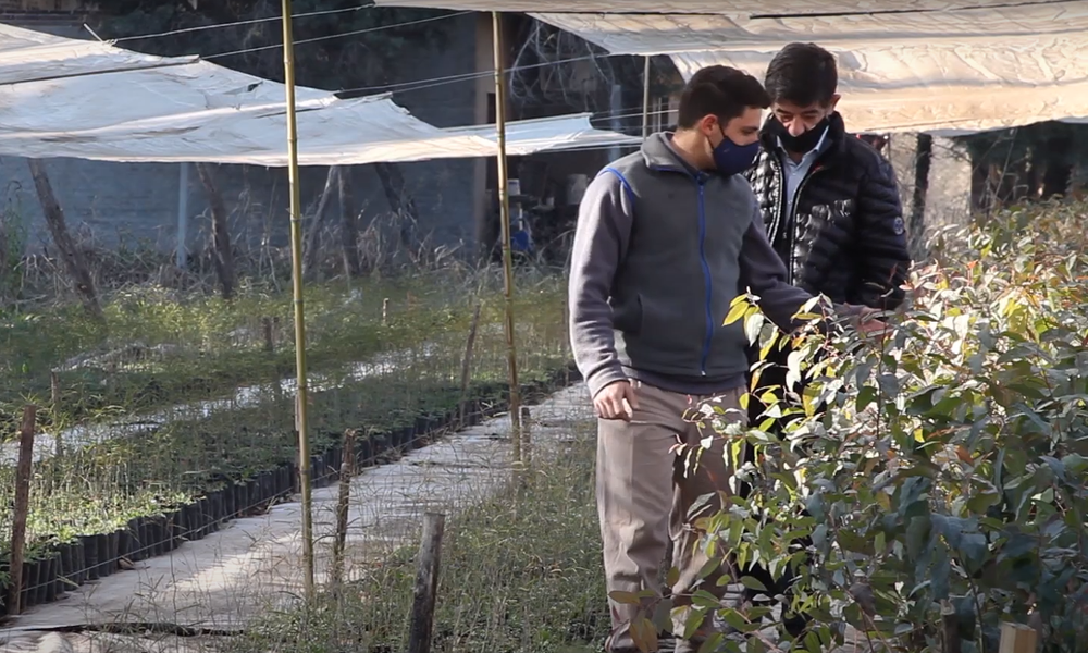 vivero