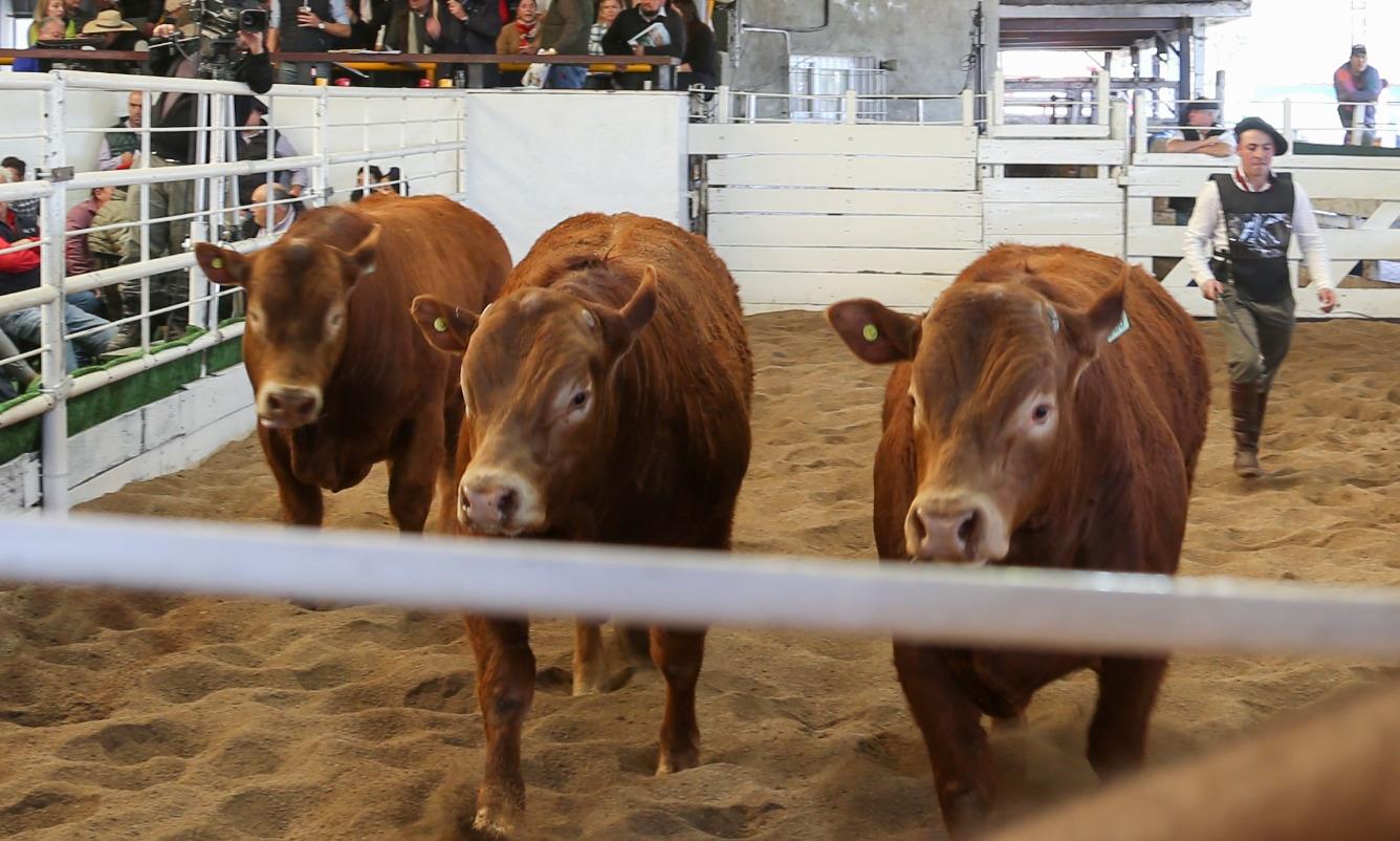 Un Toro A 3 Millones De Pesos El Valor Más Alto De Los Remates En La Expo Rural 5518