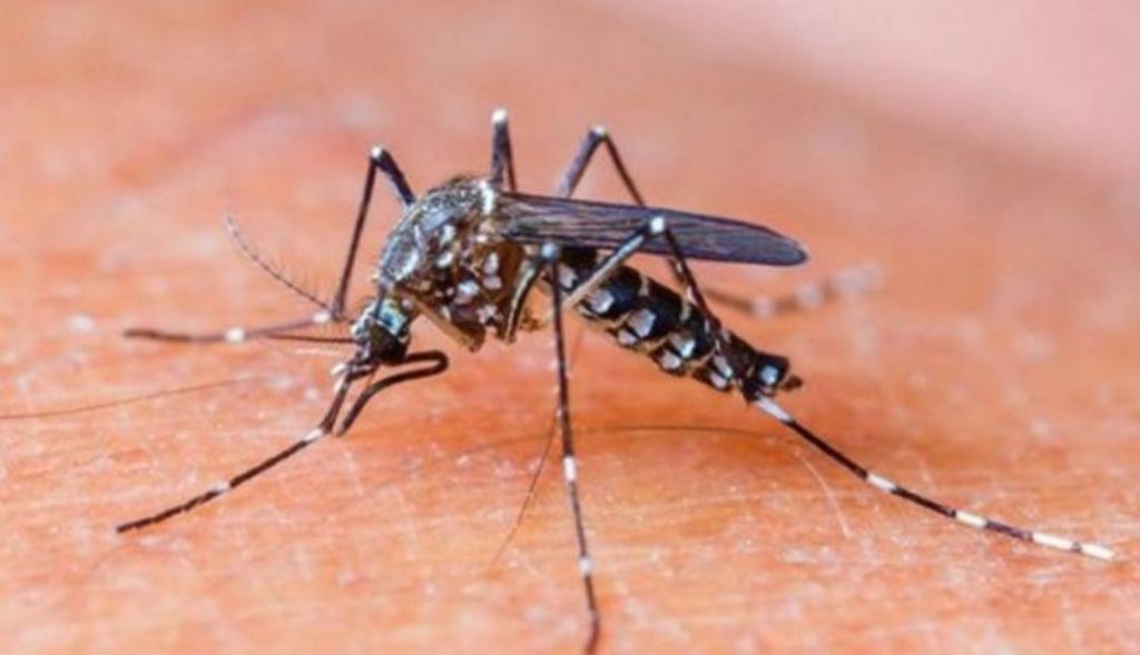 dengue-57bpshknqqv0