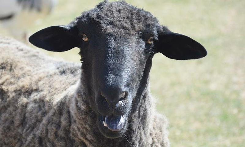 12038006_935664939828777_1645674524002446892_n