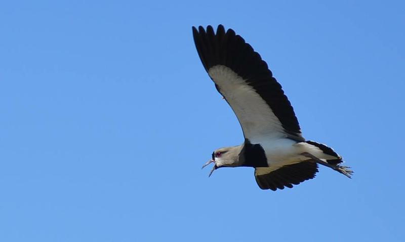 12004974_935665003162104_4930384056091365819_n