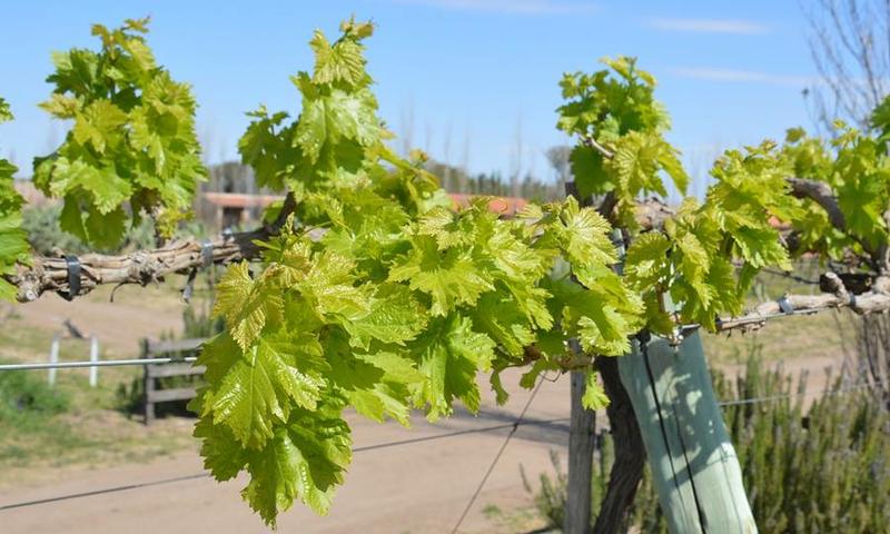 12032952_935665346495403_4880782729721138331_n