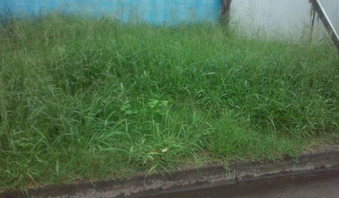 terreno no desmalezadoa