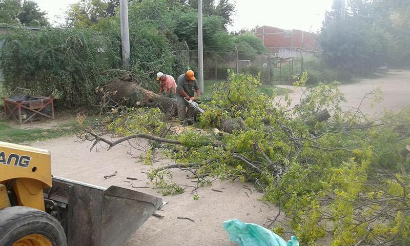 arbol caido jm 24enero