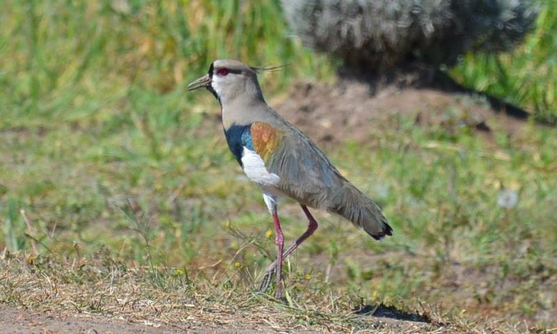 12002109_935665086495429_3859195377508722540_n