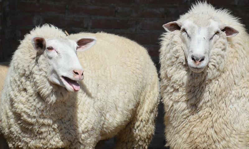 12038545_935664723162132_8673150946613944740_n