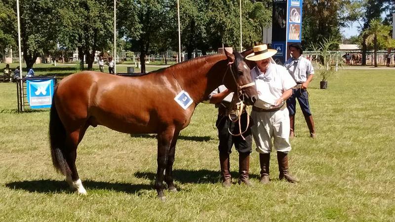 caballos6