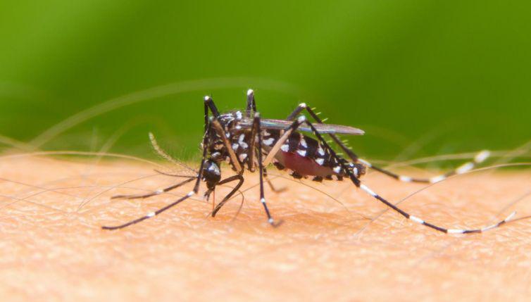 aedes
